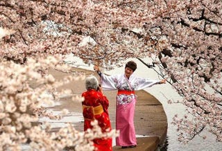 日英友好のシンボル イギリスに1000本の桜を寄贈へ 日英友好のシンボル イギリスに1000本の桜を寄贈へ