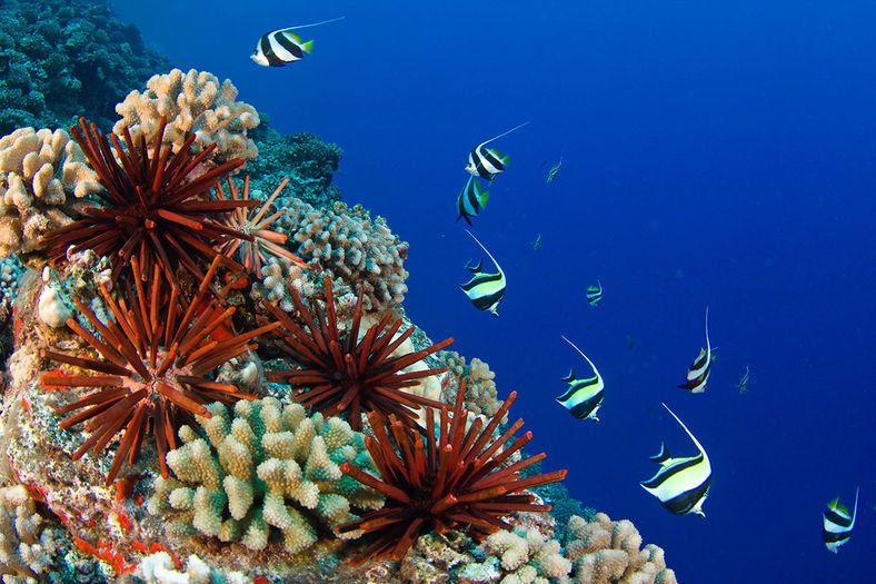 Reef, Coral reef, Underwater, Marine biology, Coral reef fish, Stony coral, Natural environment, Coral, Fish, Organism, 