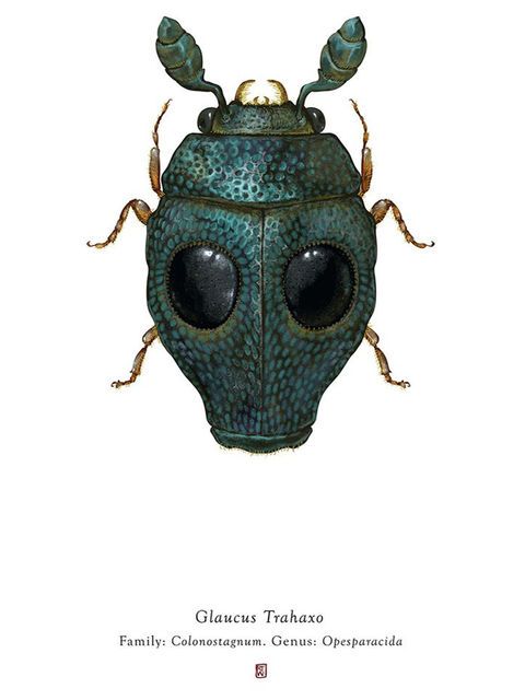 Insect, Beetle, Invertebrate, Leaf beetle, Ground beetle, Illustration, Organism, Jewel bugs, Blister beetles, Macro photography, 