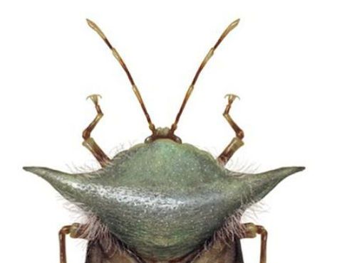 Insect, Invertebrate, Leaf Footed Bugs, Beetle, Bug, Arthropod, Ground beetle, Illustration, shield bugs, 