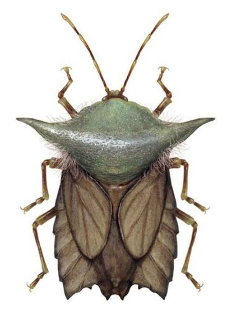 Insect, Invertebrate, Leaf Footed Bugs, Beetle, Bug, Arthropod, Ground beetle, Illustration, shield bugs, 