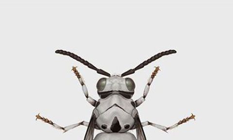 Insect, Invertebrate, stable fly, Pest, Illustration, Beetle, Arthropod, Blister beetles, Membrane-winged insect, blowflies, 