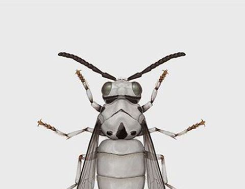 Insect, Invertebrate, stable fly, Pest, Illustration, Beetle, Arthropod, Blister beetles, Membrane-winged insect, blowflies, 