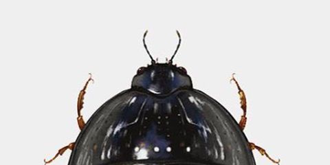 Insect, Beetle, Invertebrate, Darkling beetles, 