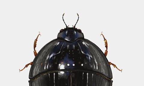 Insect, Beetle, Invertebrate, Darkling beetles, 