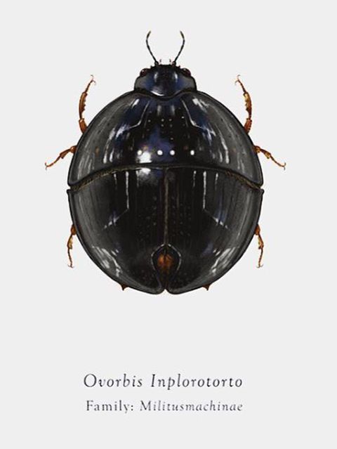 Insect, Beetle, Invertebrate, Darkling beetles, 