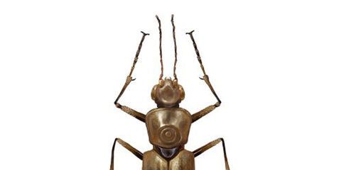 Insect, Invertebrate, Beetle, Miridae, Pest, Arthropod, Organism, Leaf Footed Bugs, Ground beetle, Blister beetles, 