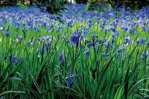 Flower, Flowering plant, Plant, Blue, Grass, Spring, Grass family, Lavender, Pontederia, Iris versicolor, 