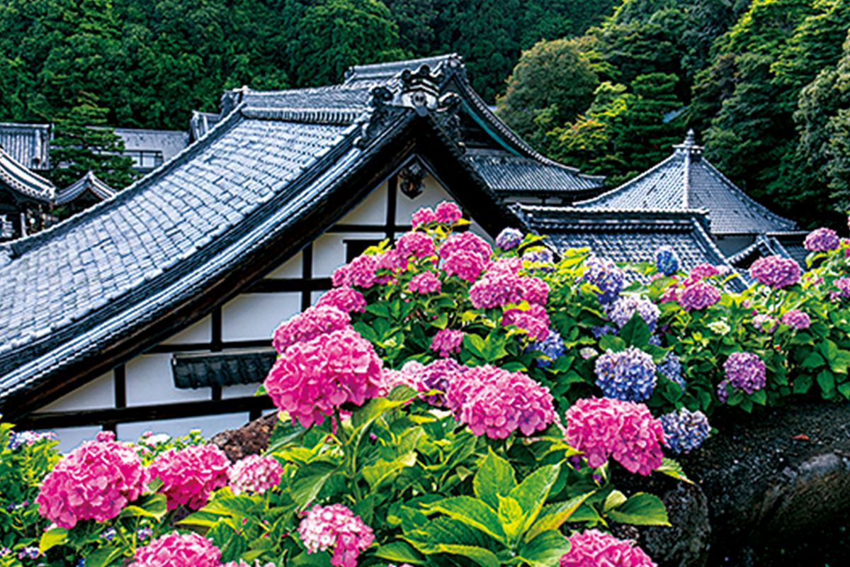 円池　茂　【卓上の花】 賀茂しょうぶ園」 約1haの園内には、約300種類、37,000株の