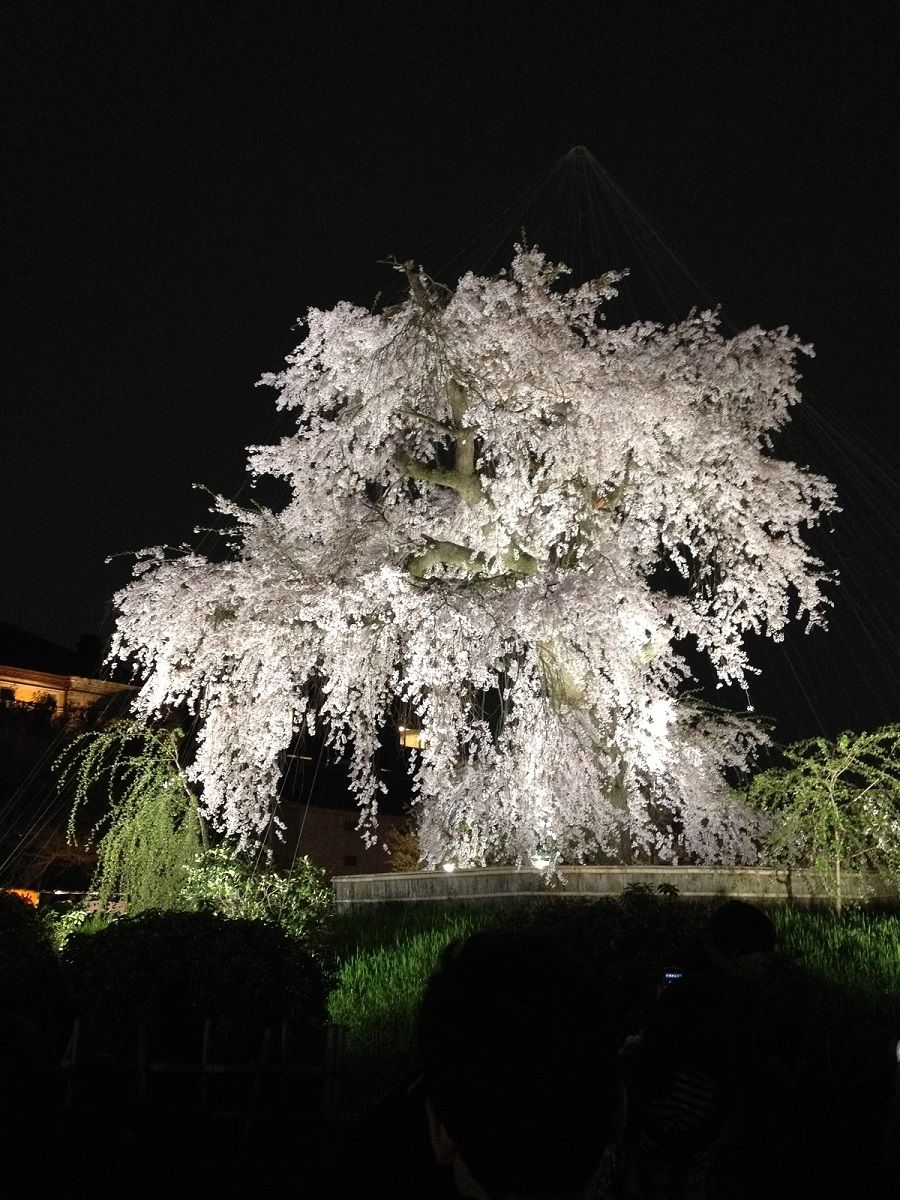 山花見夜桜】小松華影 711 山公園垂れ桜 京都 掛け軸-