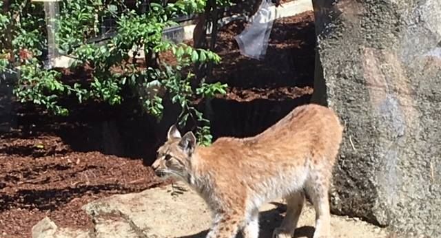 パリ動物園から京都市動物園へ 希少なヨ