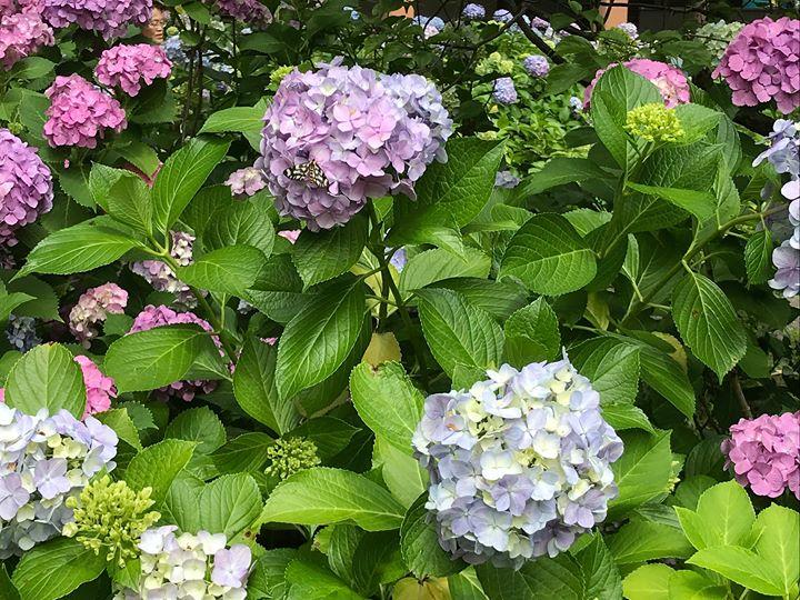 6月15日は弘法大師空海のお誕生日 ちな