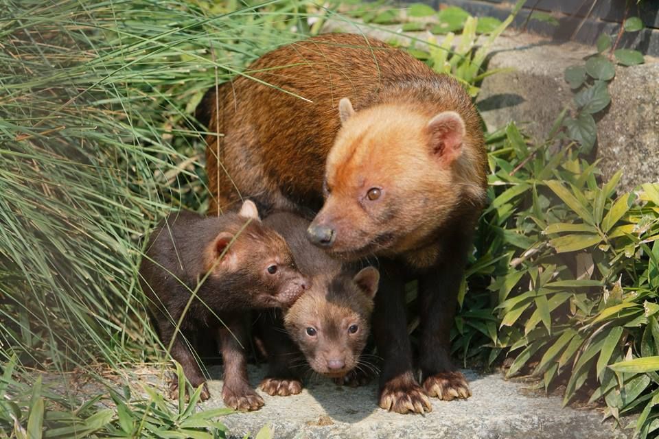 ヤブイヌの赤ちゃん誕生 京都市動物園