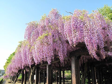 鳥羽の藤 隠れた藤の花の名所 京都市最