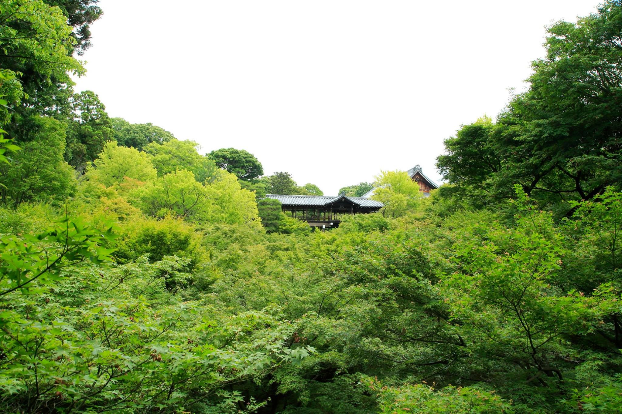 きょうの京】新緑に染まる境内。夏にかけ