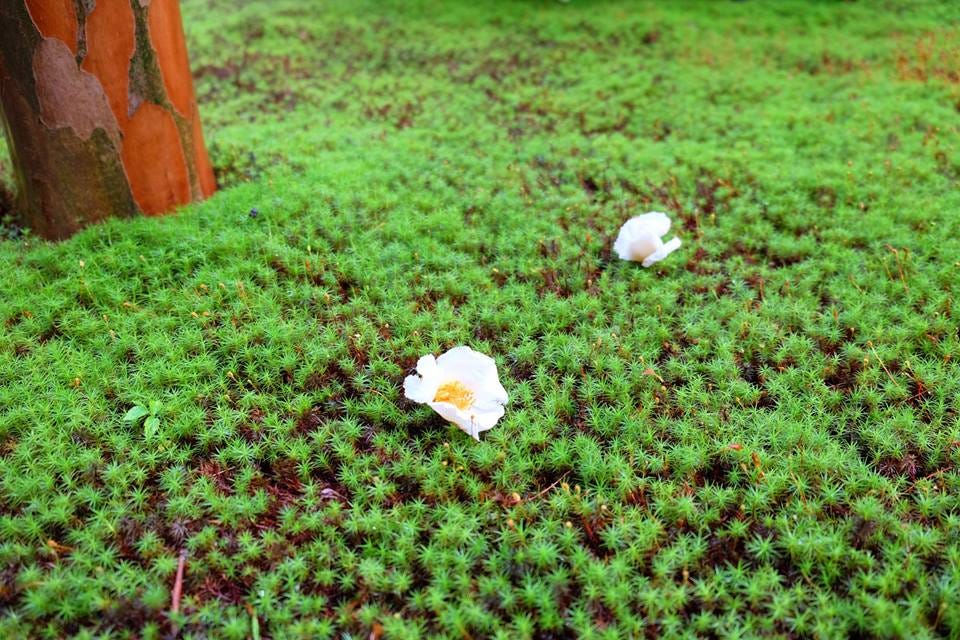 祇園精舎の鐘の声諸行無常の響きあり沙羅双