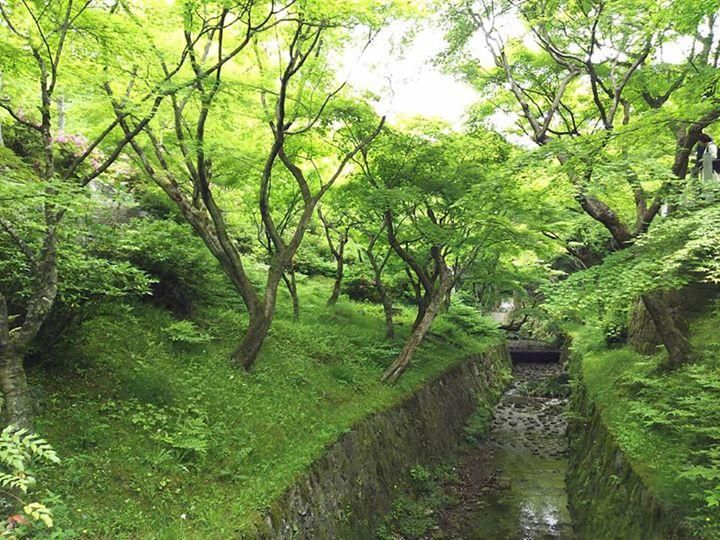 私は、紅葉は赤い色よりも新緑の季節の色が...