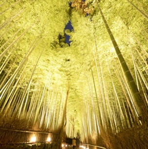 京都 嵐山花灯路 13 に出かけませんか 京都 嵐山花灯路 13 に出かけませんか