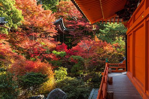 Nature, Vegetation, Deciduous, Leaf, Red, Orange, Botany, Garden, Autumn, Japanese architecture, 