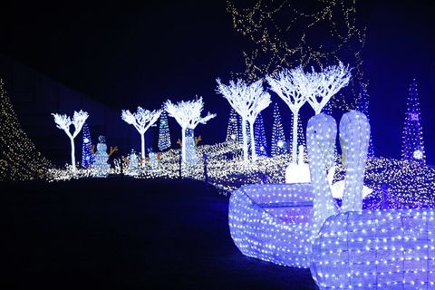 Christmas decoration, Light, Majorelle blue, Holiday, Midnight, Darkness, Electricity, Christmas, Christmas lights, Deer, 