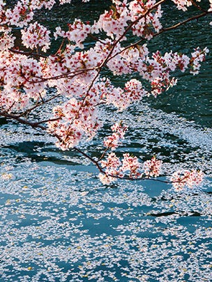京都人に教えてもらった 穴場の桜スポット10選