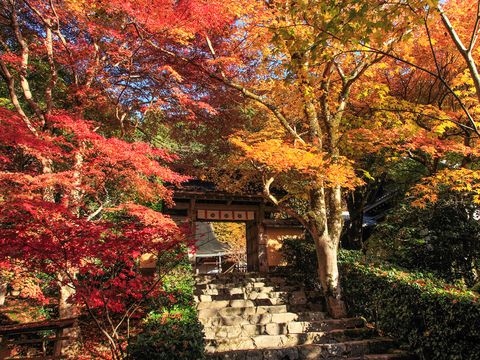 Tree, Leaf, Nature, Autumn, Sky, Natural landscape, Deciduous, Red, Woody plant, Maple leaf, 