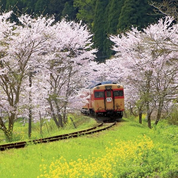 桜旅①】桜と菜の花を愛でるお花見列車「いすみ鉄道」へ！