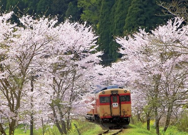 桜旅 桜と菜の花を愛でるお花見列車 いすみ鉄道 へ