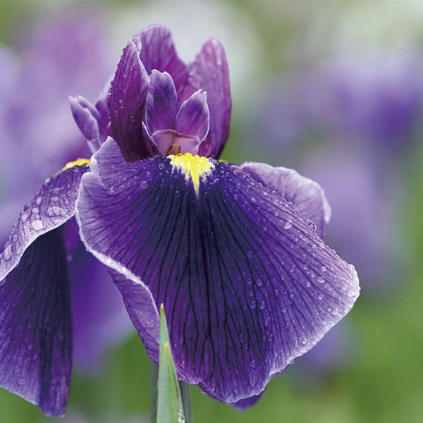 和の暦】水無月 6月27日「菖蒲華」七十二候 第29候 ──水辺であやめが ...