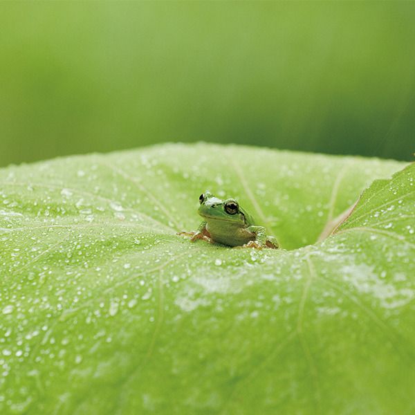 和の暦】皐月 5月5日「蛙始鳴」七十二候 第19候 ──蛙の鳴き声が響き