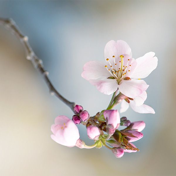 【和の暦】弥生 3月26日「桜始開」七十二候 第11候 桜が開花する