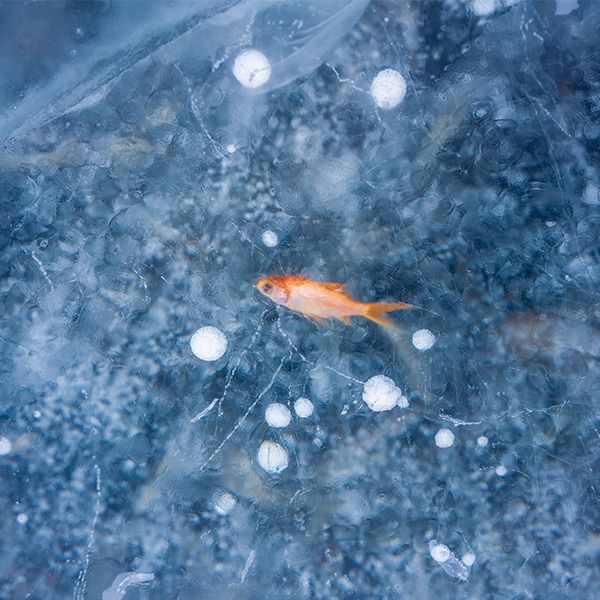 和の暦 如月 2月14日 魚上氷 七十二候 第3候 氷の割れめで魚が飛び跳ねる