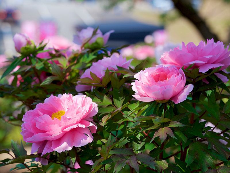 和の暦】皐月 5月1日「牡丹華」七十二候 第18候 ──牡丹が花開く─