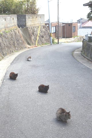 元祖 猫の島 こと田代島で 猫にまみれよう