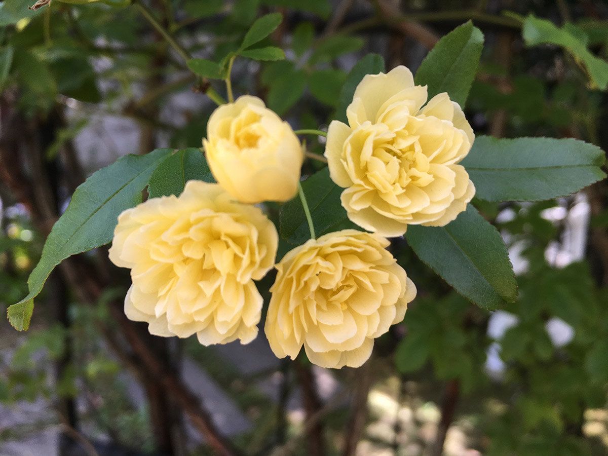 桜の次はバラが見頃！ 都内近郊、バラ園をご紹介【その1】