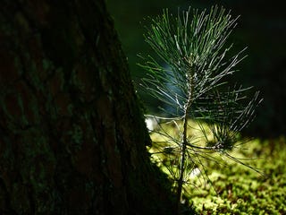 禅僧 松山大耕の生きるヒント 松樹千年翠 不入時人意