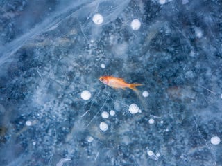和の暦 如月 2月14日 魚上氷 七十二候 第3候 氷の割れめで魚が飛び跳ねる 和の暦 如月 2月14日 魚上氷 七十二候 第3候 氷の割れめで魚が飛び跳ねる