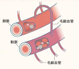 毛細血管クライシス 毛細血管はこんなにスゴい