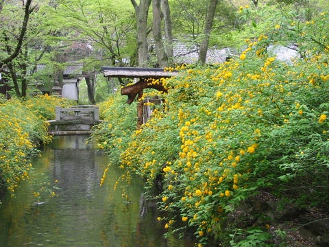 約3000株の山吹が彩る 松尾大社 山吹まつり