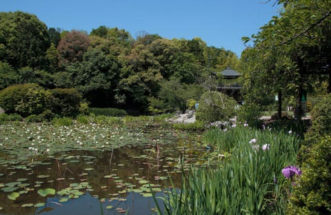 来週の京都 5月19日 5月25日 花の名所 勧修寺で睡蓮が咲き始めます