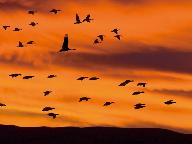 Flock, Bird migration, Sky, Bird, Animal migration, Sunset, Morning, Atmosphere, Silhouette, Evening, 
