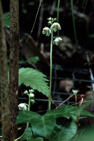 トレッキング特集 高尾山の楽しみは 野の花探しにあり