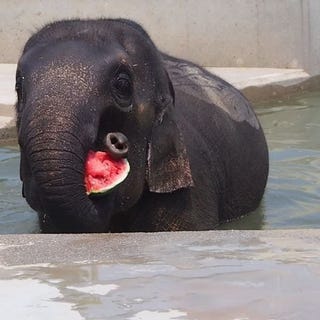 京都市動物園 納涼イベント ただいま