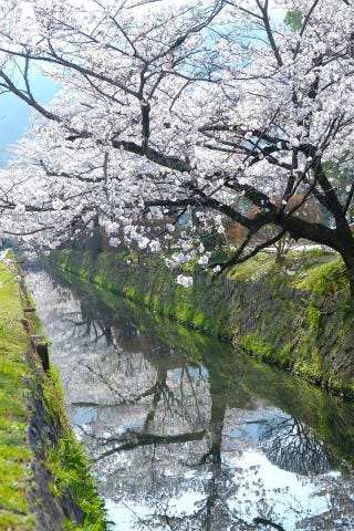 きょうの京 哲学の道の桜並木も満開 天 きょうの京 哲学の道の桜並木も満開 天