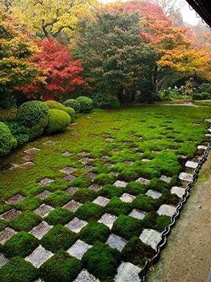 東福寺の特別拝観スタート 京都の街の木
