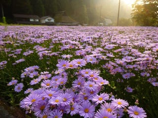 左京区久多の美しい 北山友禅菊 が見ご