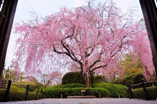 退蔵院の紅しだれ桜はようやく5分咲きにな