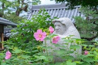 きょうの京 芙蓉に包まれるだるまさん