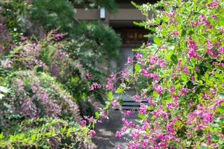 きょうの京 伏見の かましきさん で親