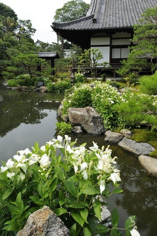半夏生が彩る両足院庭園 特別公開